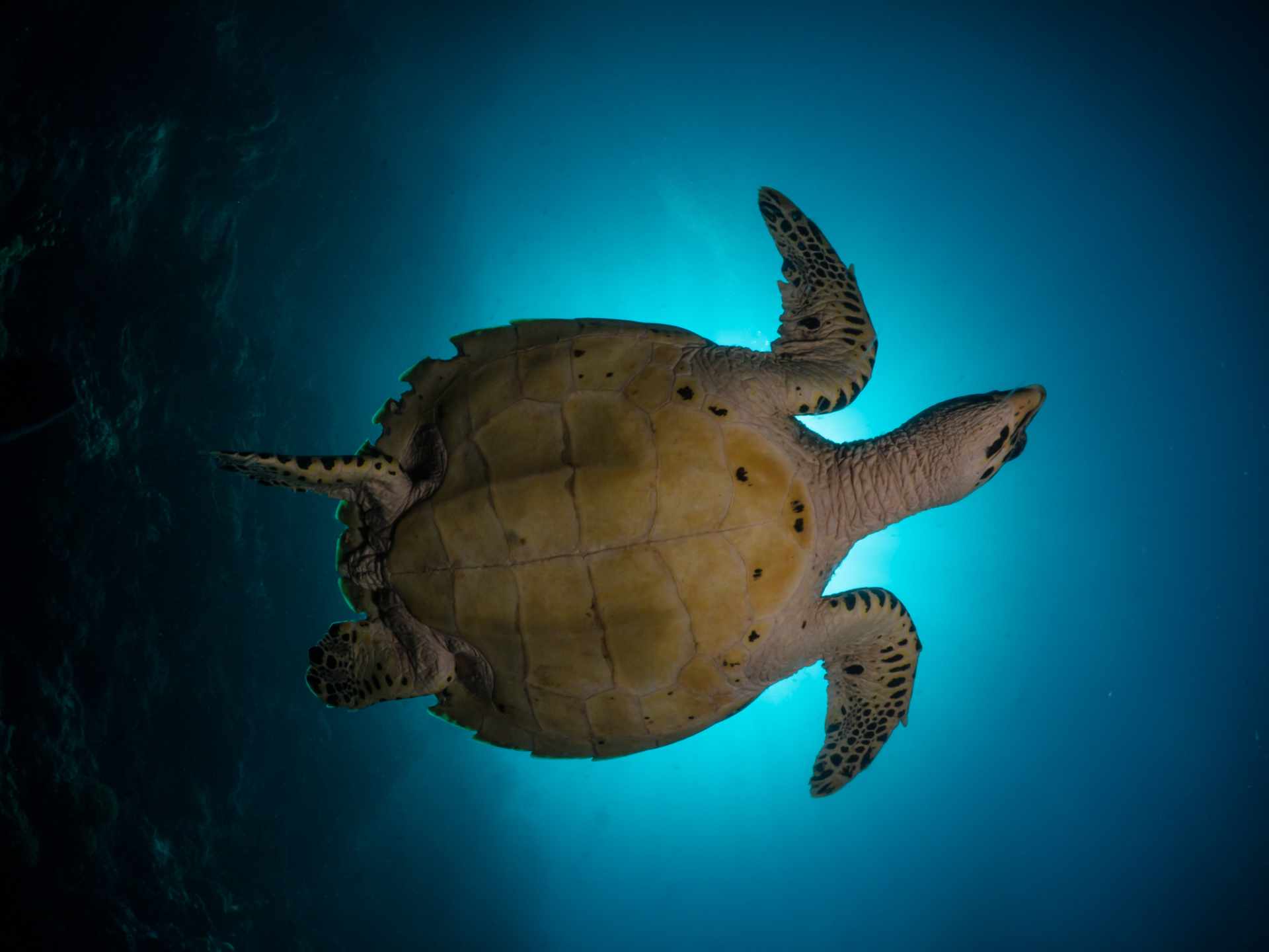 Bangka, Bunaken e Lembeh: nel cuore del Triangolo dei Coralli