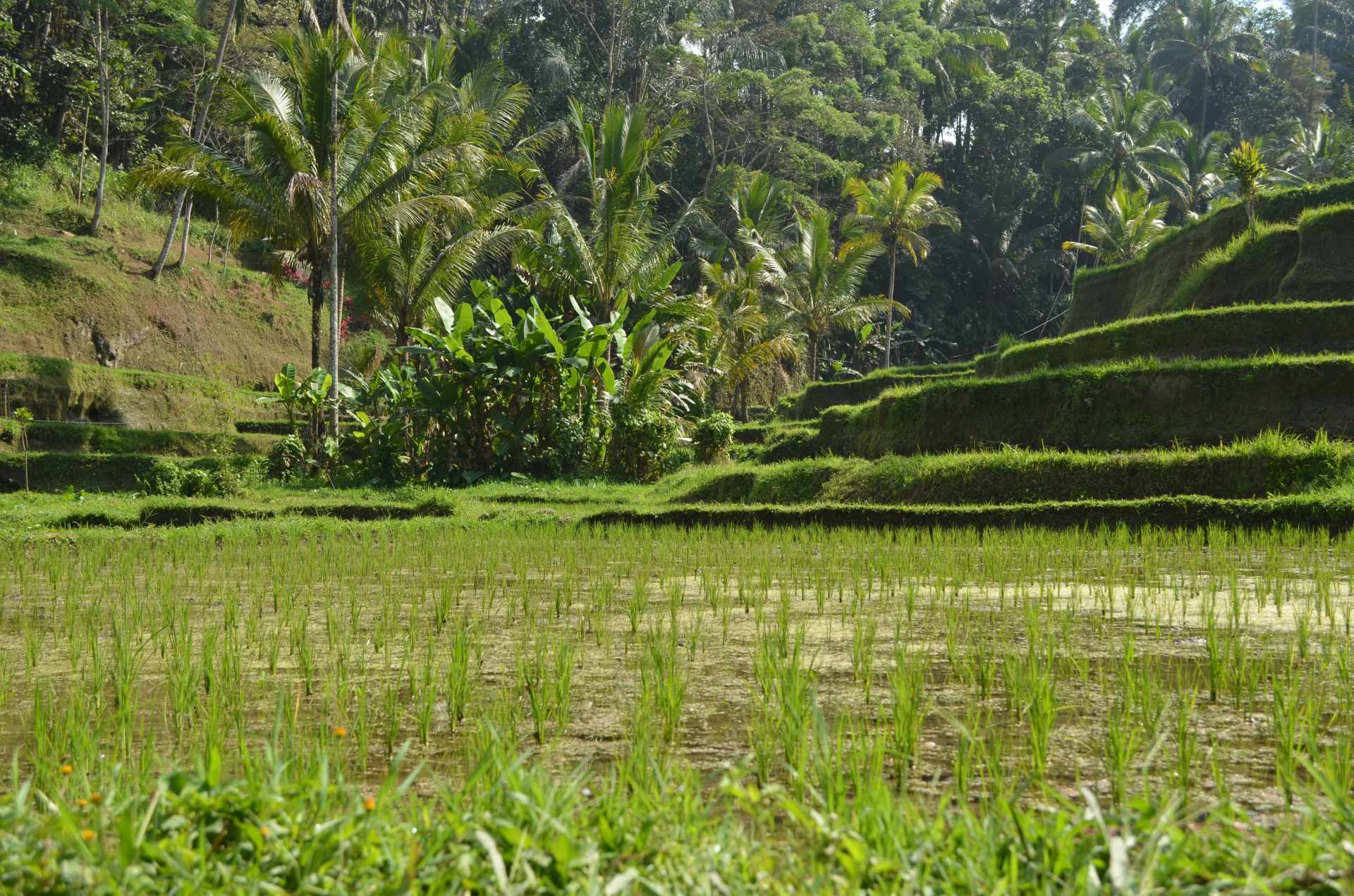 Dal Kalimantan a Bali, passando per Giava