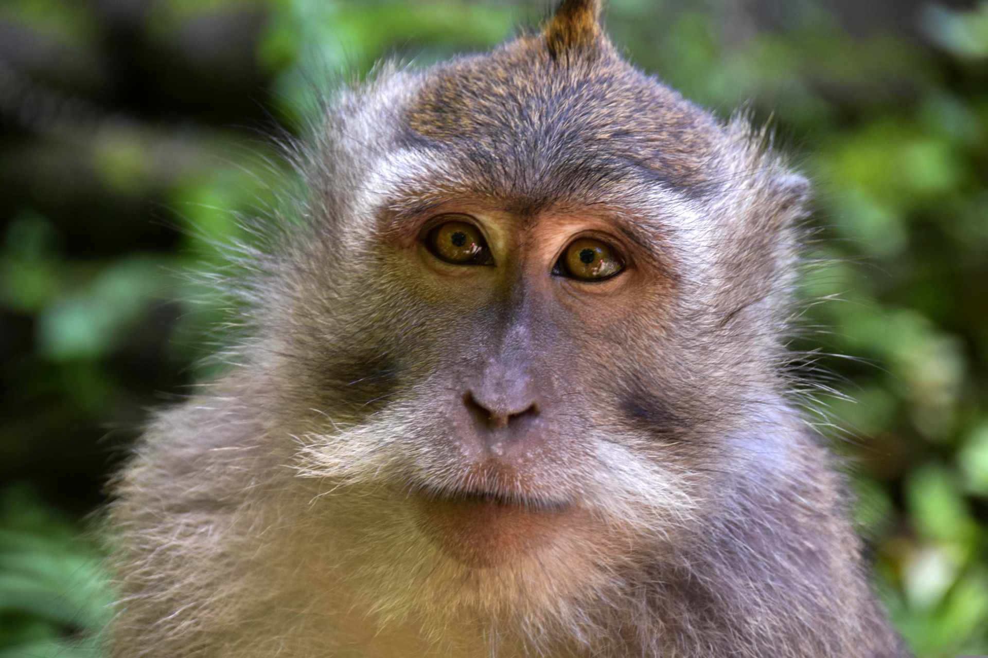 Dal Kalimantan a Bali, passando per Giava