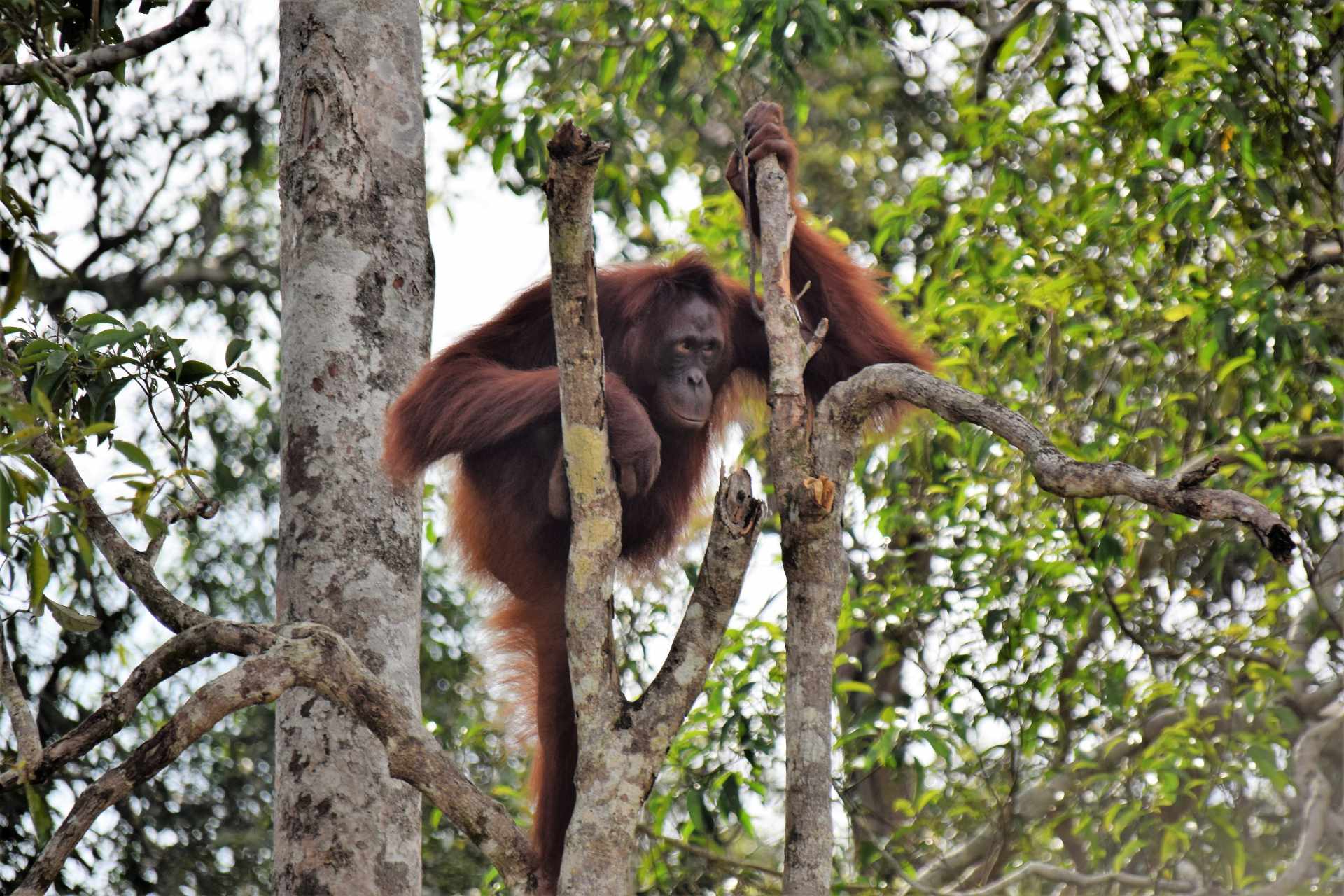 Dal Kalimantan a Bali, passando per Giava